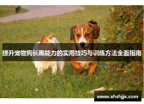 提升宠物狗长跑能力的实用技巧与训练方法全面指南